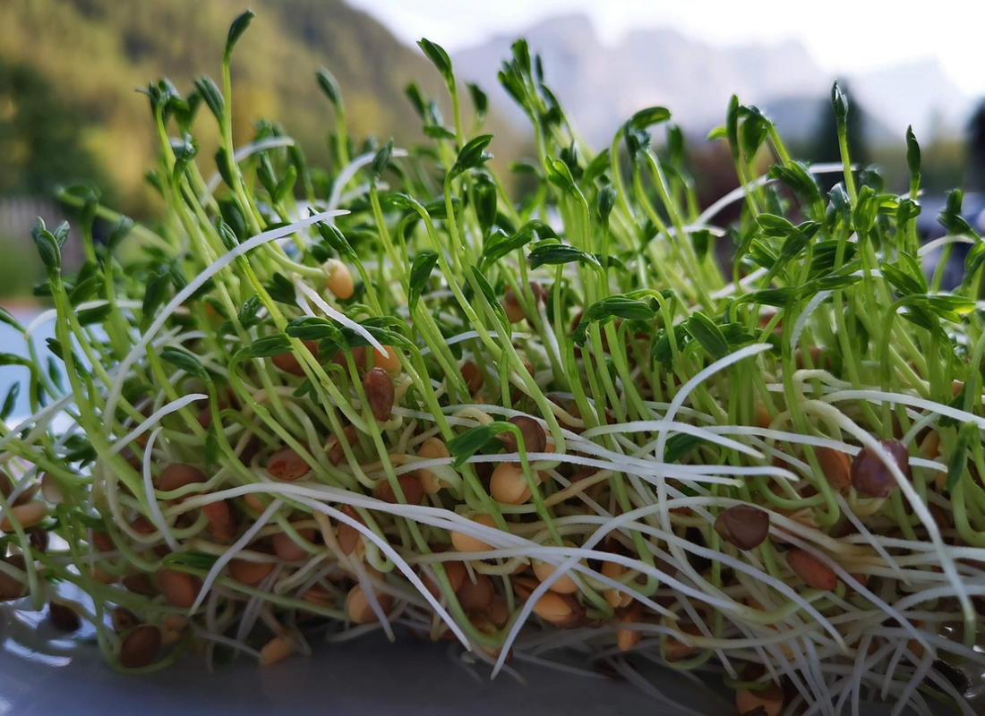 How to Grow Your Lentils at Home: A Beginner's Guide